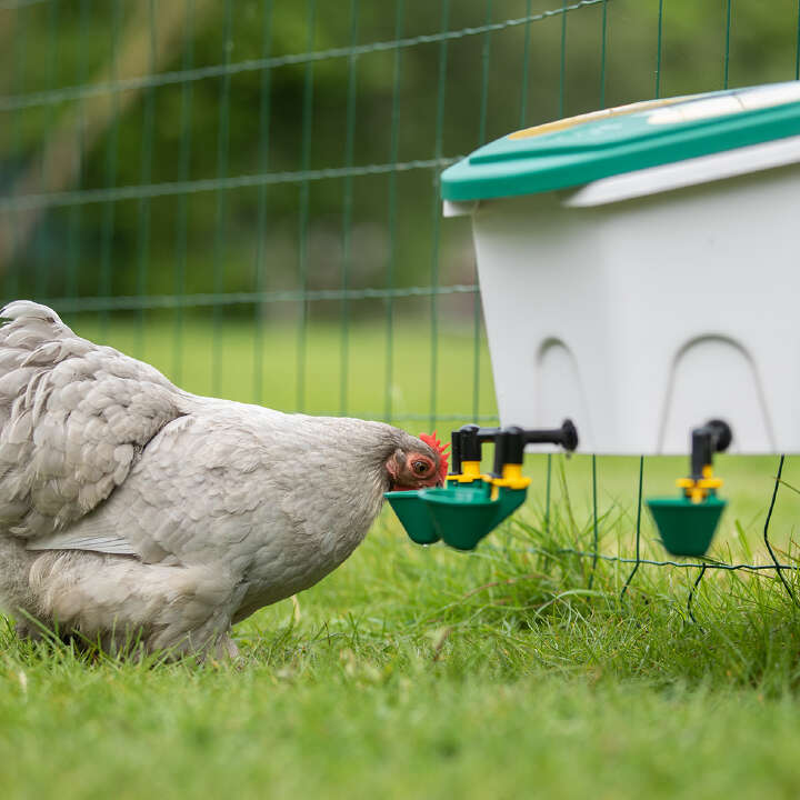 AviAqua Geflügeltränke